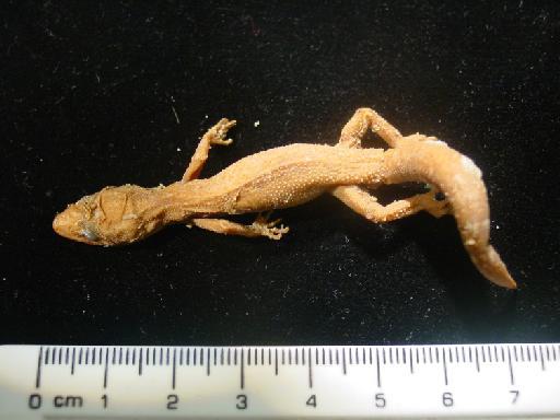 Cyrtodactylus triedrus Günther, 1864 - Cyrtodactylus triedrus 55.2.12.7 001.JPG