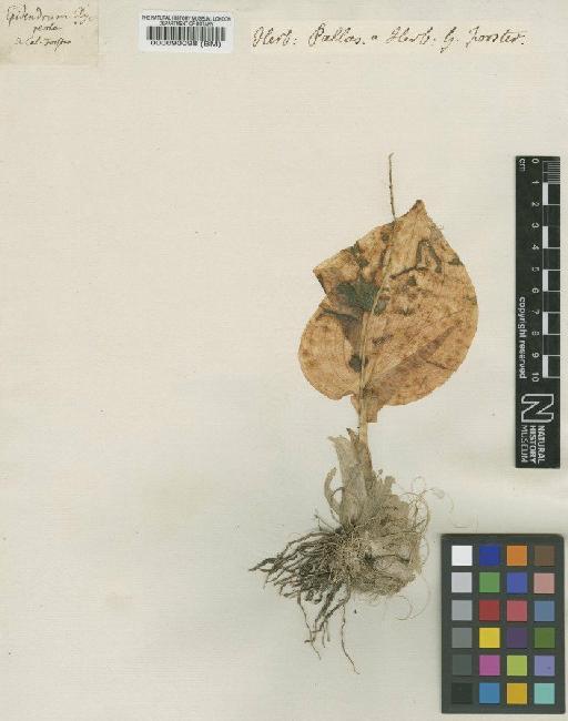 Liparis clypeolum (G.Forst.) Lindl. - BM000090098