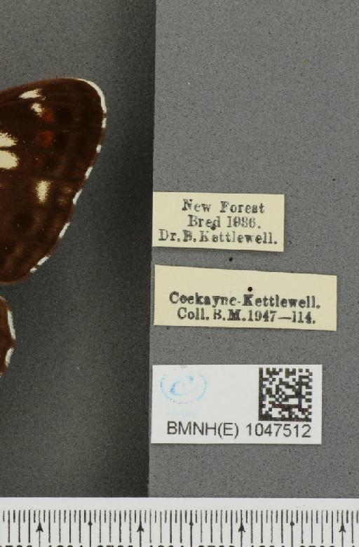 Limenitis camilla ab. rufoannulata Verity, 1950 - BMNHE_1047512_label_42356