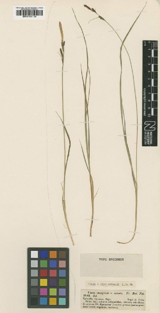 Carex caespitosa L. - BM001067126