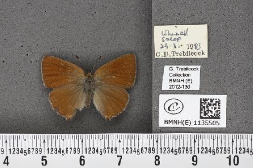 Callophrys rubi rubi (Linnaeus, 1758) - BMNHE_1135505_93620