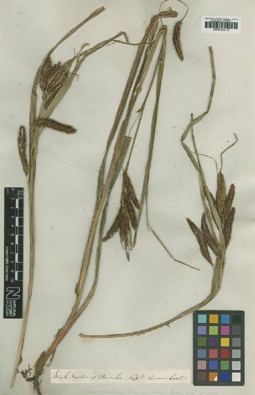 Carex insularis Carmich. - BM001042107
