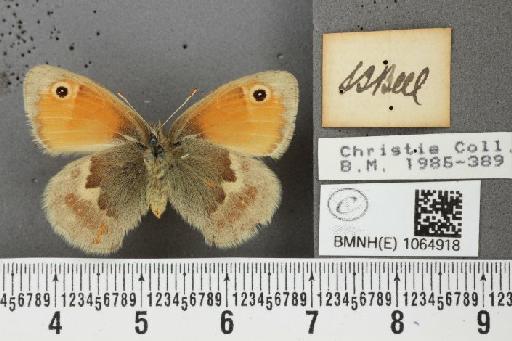 Coenonympha pamphilus (Linnaeus, 1758) - BMNHE_1064918_a_26183