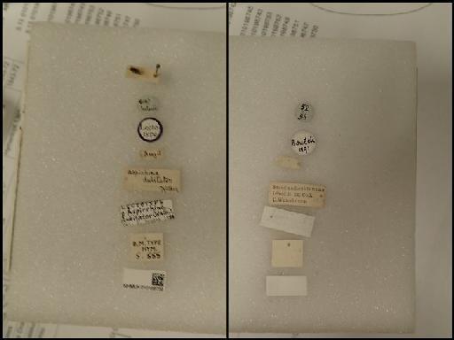 Aspirrhina dubitator (Walker, 1862) - Aspirrhina dubitator (Walker, 1862) NHMUK010198758  5.555 labels