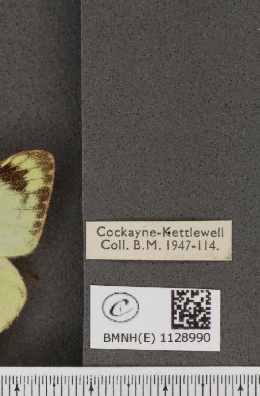 Colias alfacariensis Berger, 1948 - BMNHE_1128990_label_85523