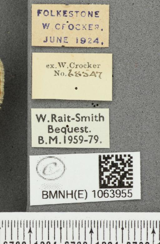 Coenonympha pamphilus ab. rufa Leeds, 1950 - BMNHE_1063955_label_25121