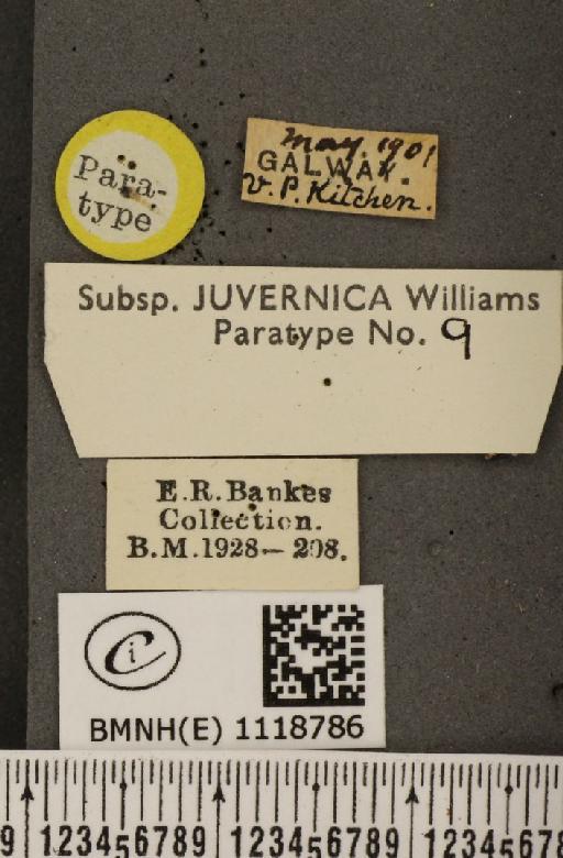 Leptidea sinapis juvernica Williams, 1946 - BMNHE_1118786_label_73991