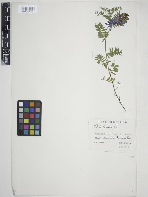 Vicia cracca L. - 015148340