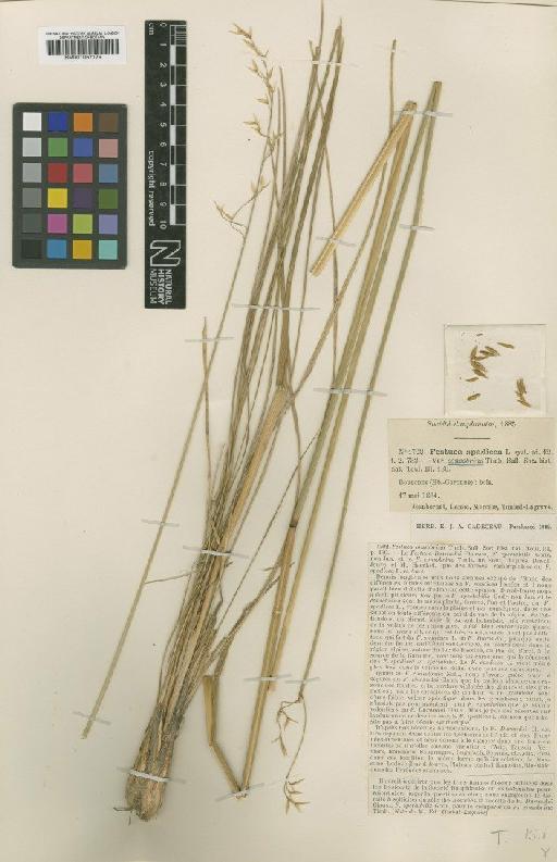 Festuca paniculata var. spadicea (L.) Litard. - BM001067179