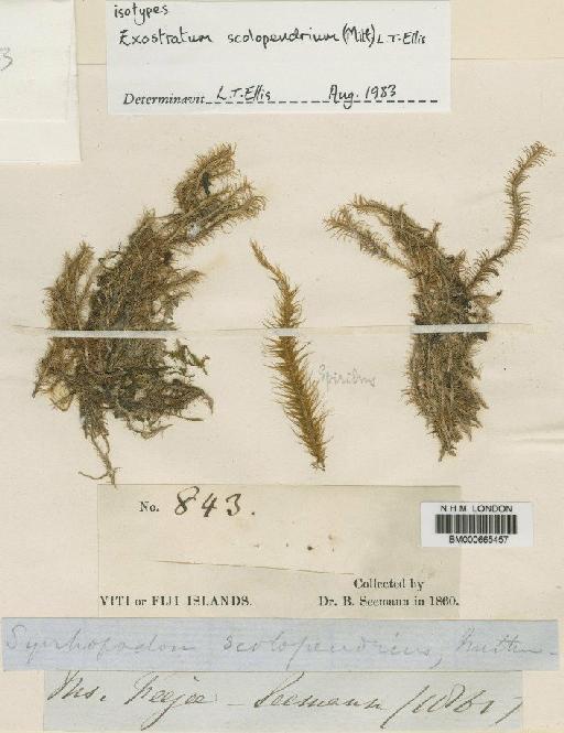 Exostratum scolopendrium (Mitt.) L.T.Ellis - BM000665457