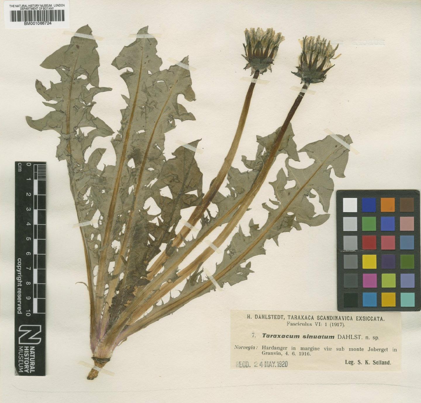 To NHMUK collection (Taraxacum sinuatum Dahlst.; TYPE; NHMUK:ecatalogue:2230023)