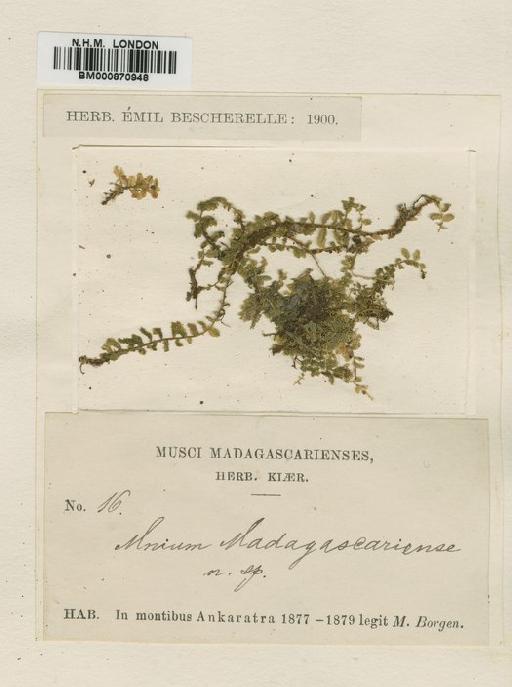 Plagiomnium rhynchophorum (Hook.) T.J.Kop. - BM000870948
