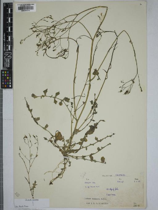Lactuca dissecta D.Don - 000802787