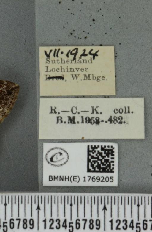 Dysstroma truncata truncata (Hufnagel, 1767) - BMNHE_1769205_label_349898