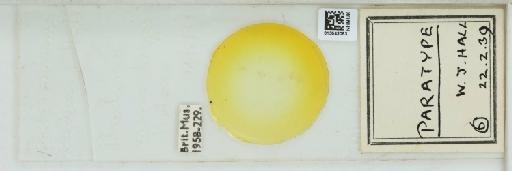 Pseudococcus barleriae Hall, 1939 - 013543053_117343_1101549_157873_Type