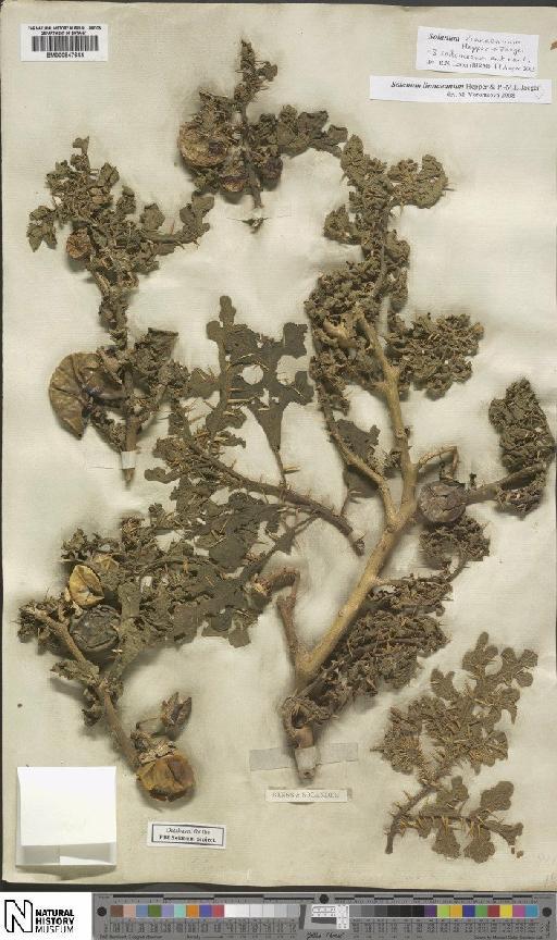 Solanum linnaeanum Hepper & P.-M.L.Jaeger - BM000847644
