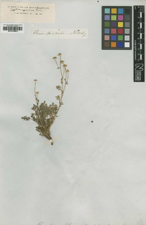 Tanacetum parthenium (L.) Sch.Bip. - BM000945923