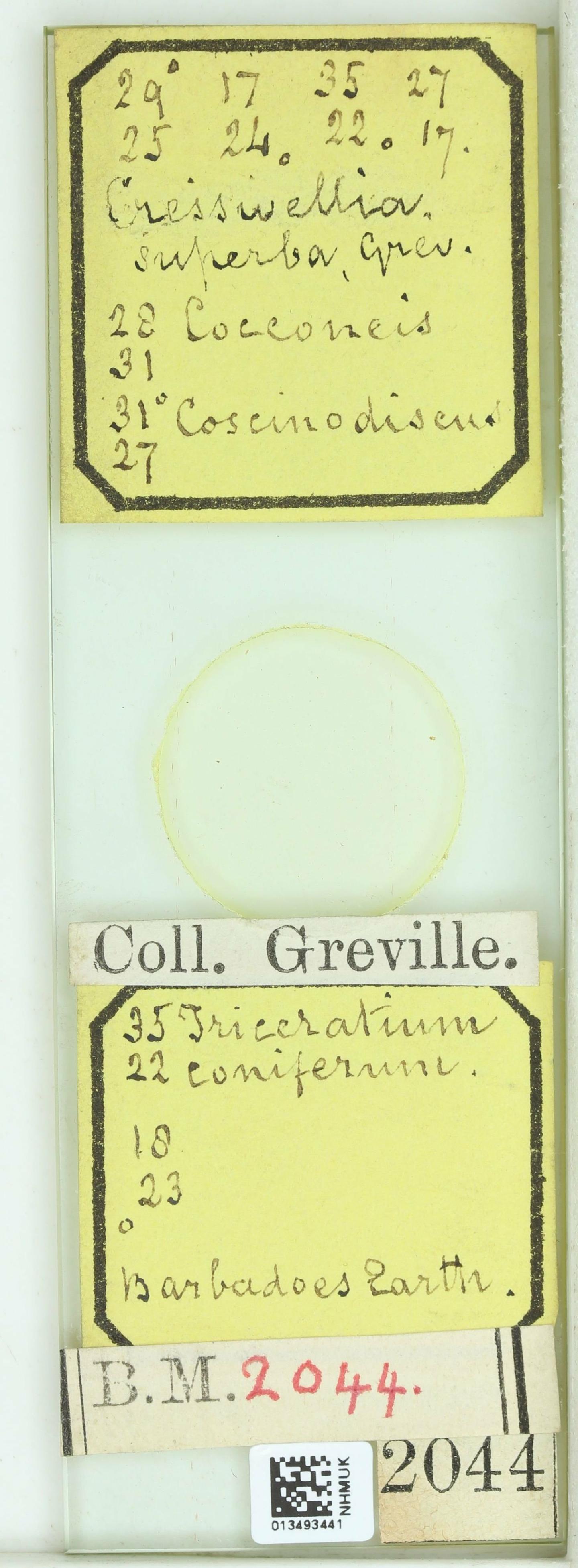 To NHMUK collection (Cresswellia superba Grev.; NHMUK:ecatalogue:4735581)