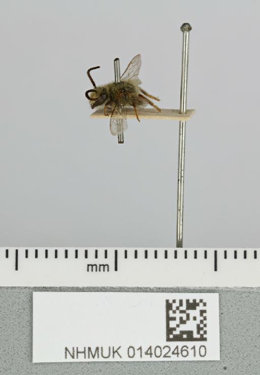 Colletes mandibularis Smith, F., 1853 - 014024610__-