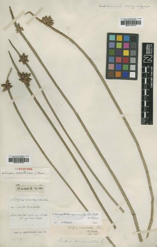 Scirpus mucronatus L. - BM001042131