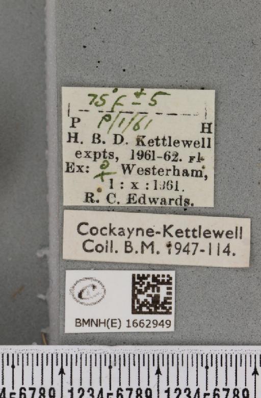 Utetheisa pulchella (Linnaeus, 1758) - BMNHE_1662949_label_283478
