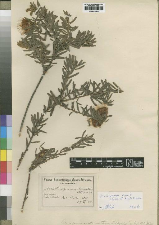 Leucospermum gracile Rourke - BM000910804
