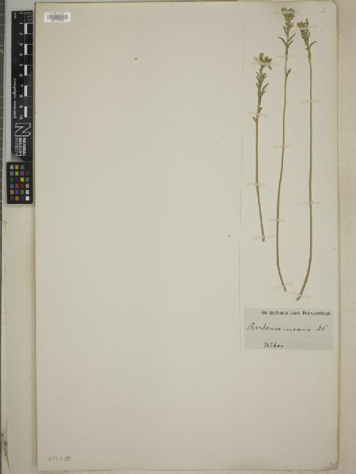 Berteroa incana var. latisepta Gruner - BM010769459