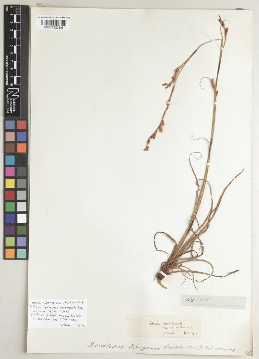Tetraria nigrovaginata (Nees) C.B.Clarke - BM013822885
