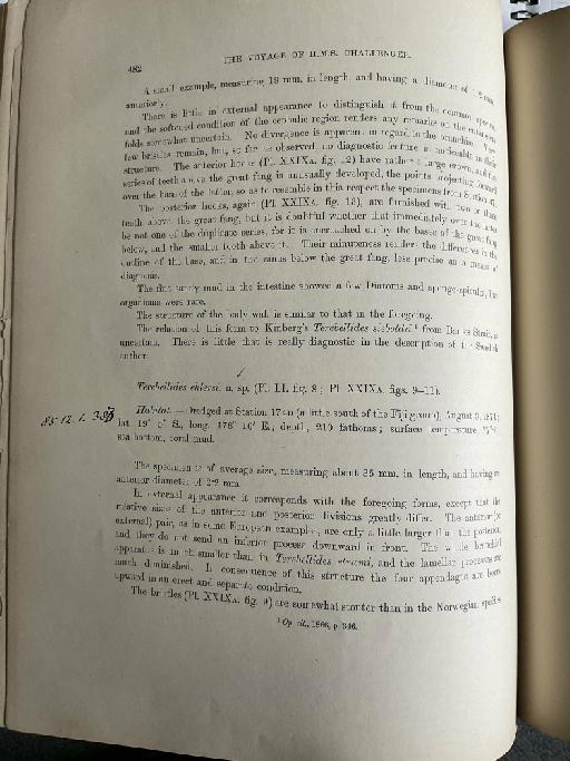 Leaena antarctica McIntosh, 1885 - Challenger Polychaete Scans of Book 307