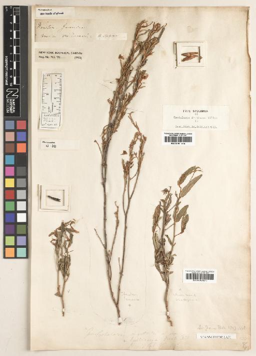 Crotalaria sagittalis L. - BM000901004