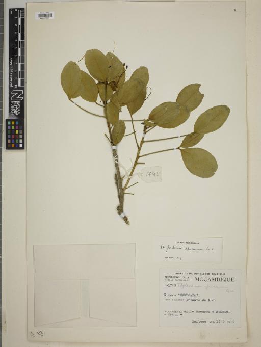 Thilachium africanum Lour. - BM010775509