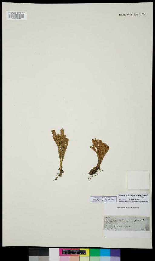 Huperzia tetragona (Hook. & Grev.) Trevis. - Spruce - BM000777379