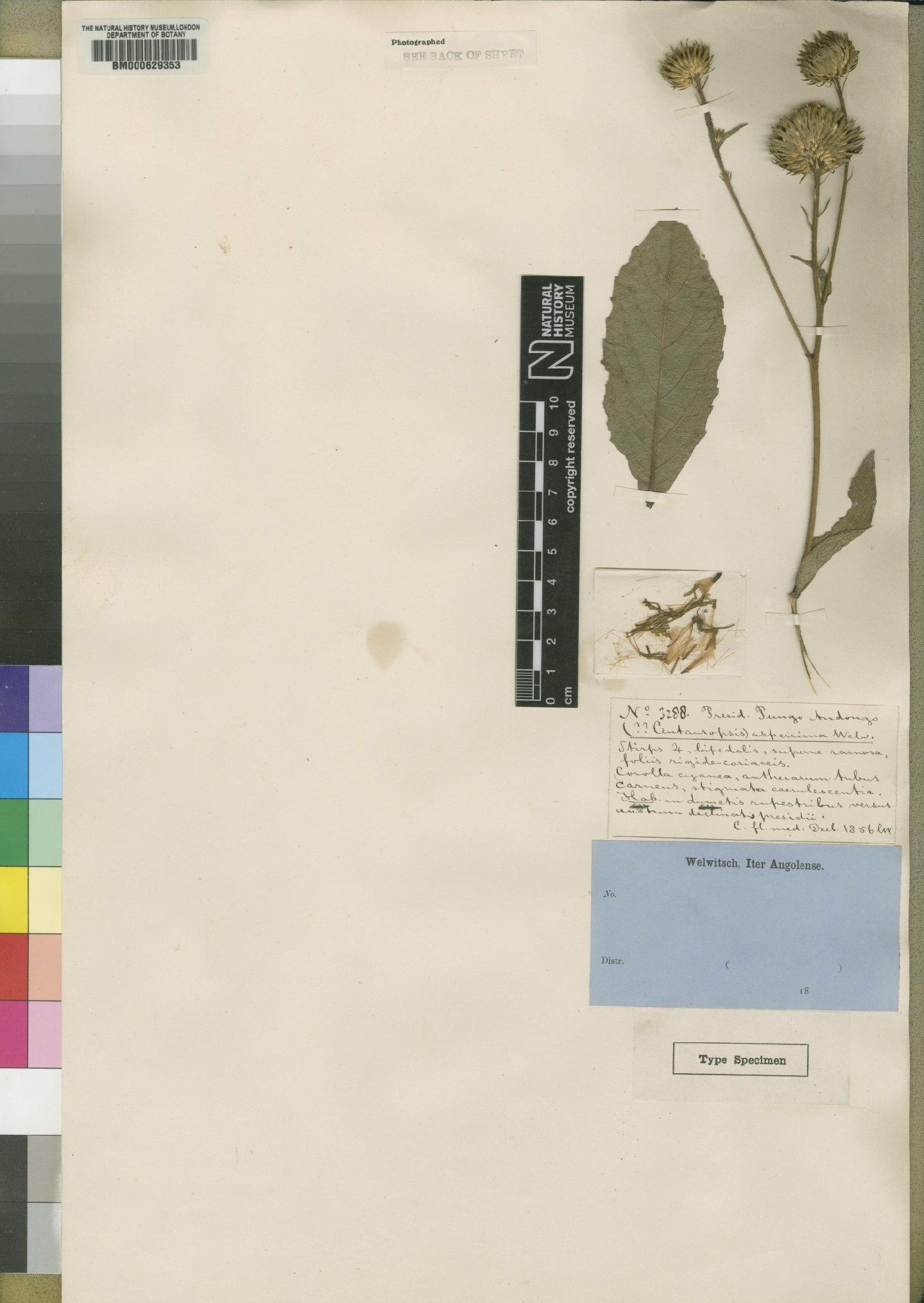 To NHMUK collection (Vernonia carnea Hiern; Type; NHMUK:ecatalogue:4528590)