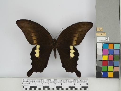 Papilio fuscus pertinax Wallace, 1865 - 013675329 Papilio fuscus