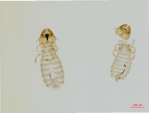 Motmotnirmus guatemalensis Dalgleish, 1971 - 010670661__2017_07_28-Scene-1-ScanRegion0