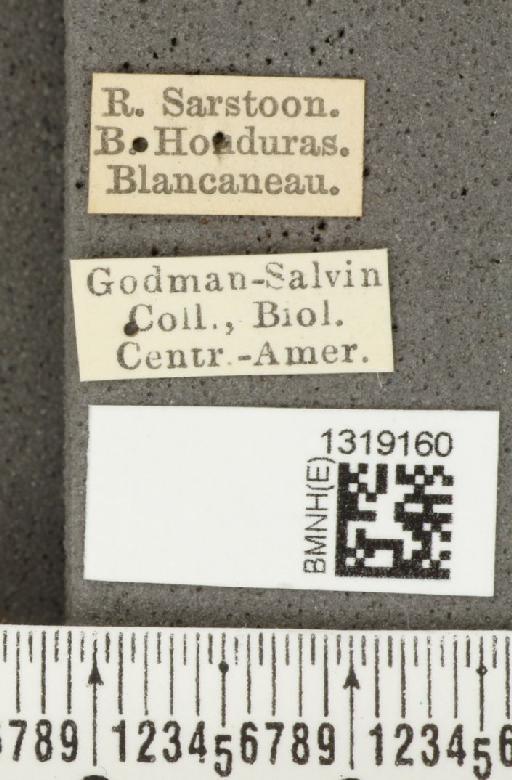 Diabrotica pulchella (Jacquelin du Val, 1857) - BMNHE_1319160_label_20320