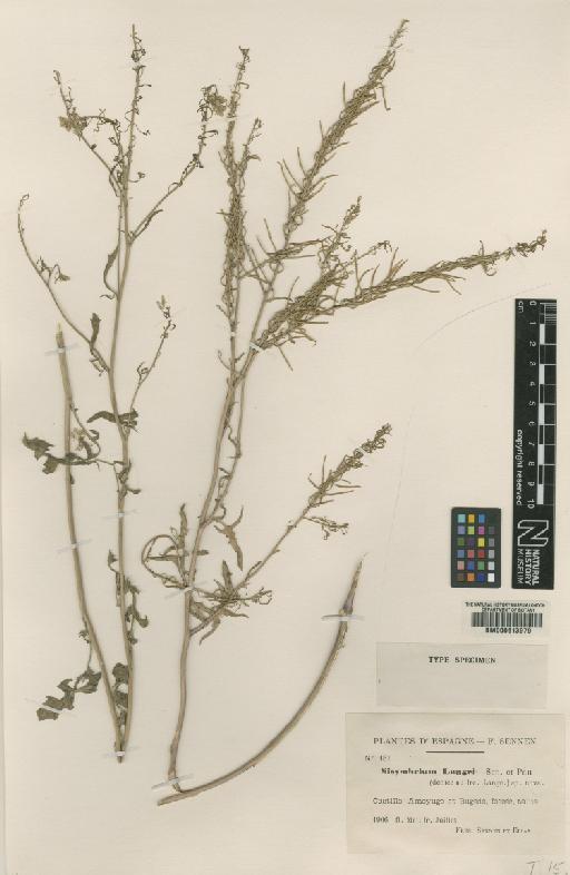 Sisymbrium austriacum subsp. hispanicum (Jacq.) P.W.Ball & Heywood - BM000613979