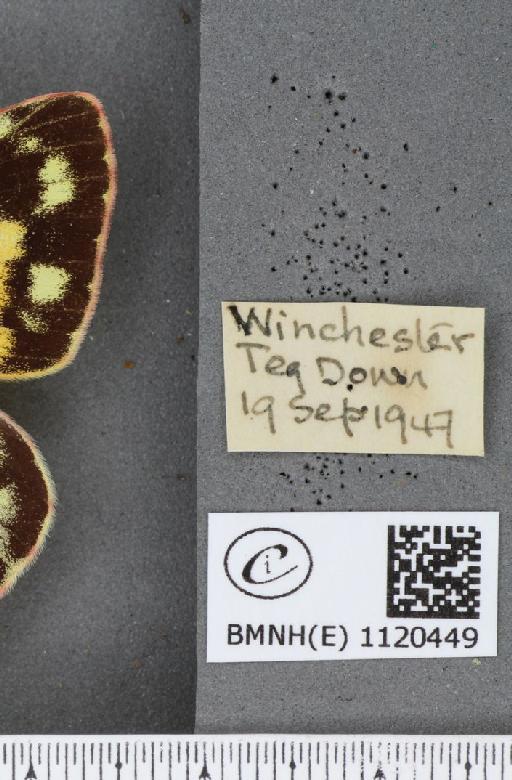 Colias croceus f. helice Hübner, 1779 - BMNHE_1120449_label_76463