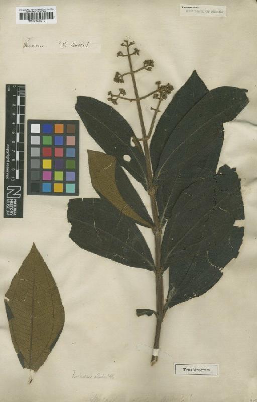 Miconia alata (Aubl.) DC. - BM001008070