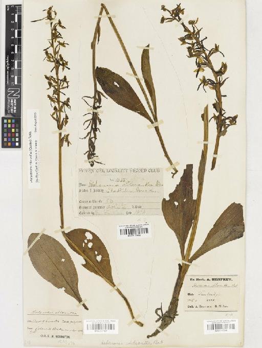 Platanthera chlorantha (Custer) Rchb. - BM001117965