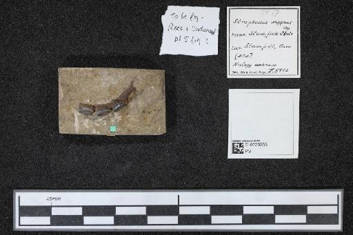 Asteracanthus magnus Agassiz, 1838 - 010023255_L010040529