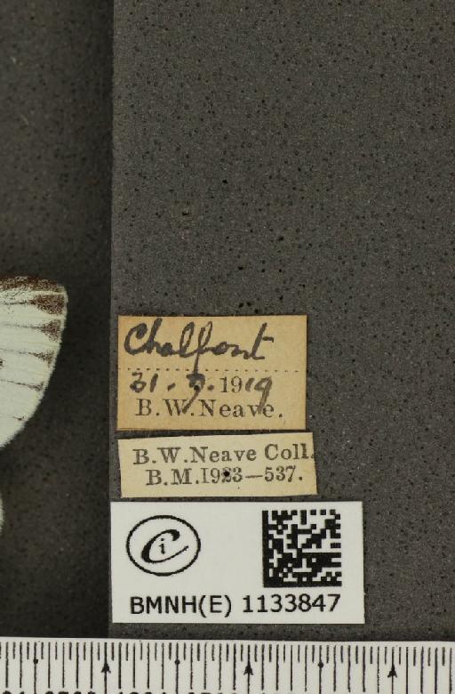 Pieris napi sabellicae Stephens, 1827 - BMNHE_1133847_label_88556