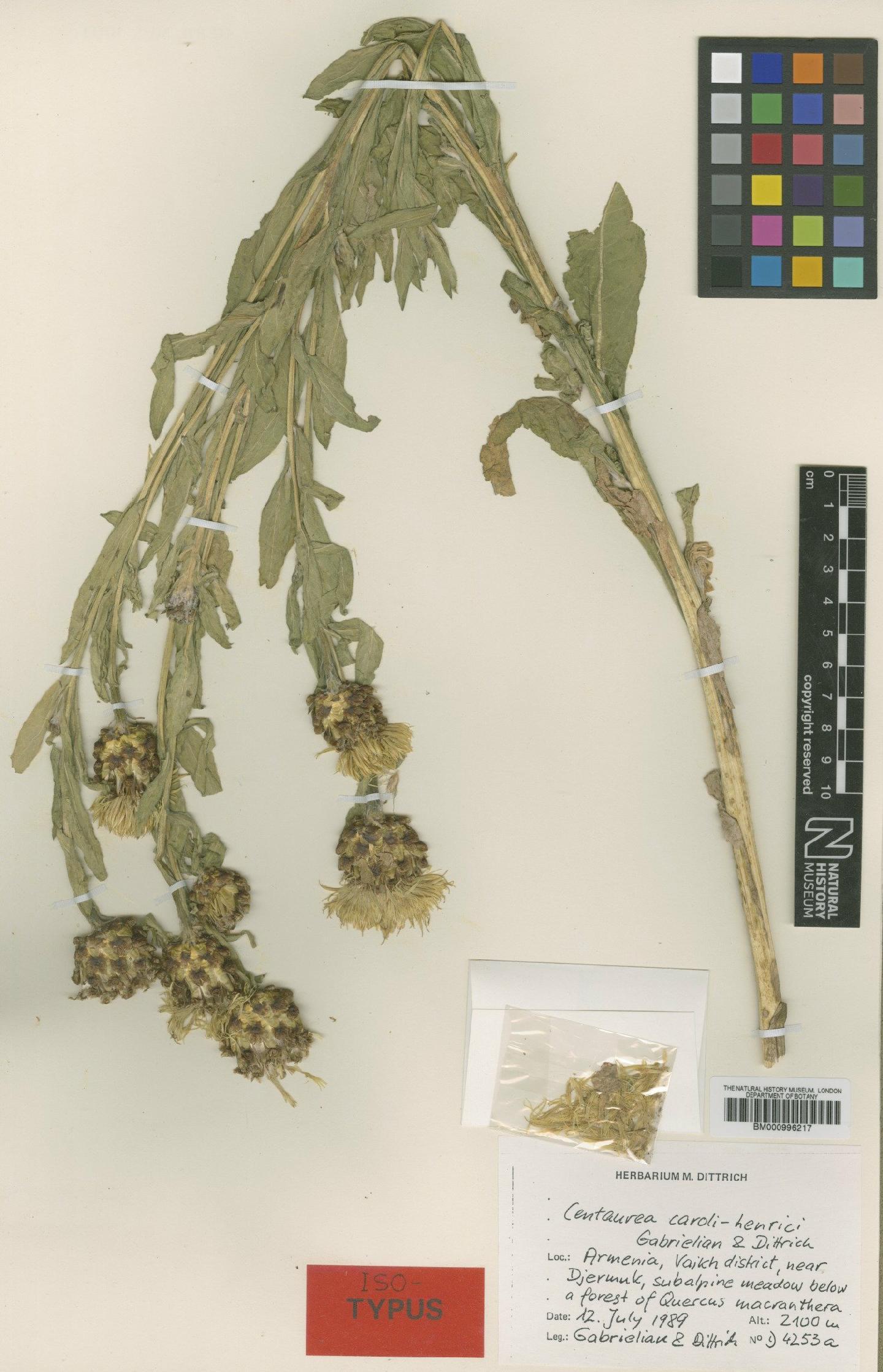 To NHMUK collection (Centaurea caroli-henrici Gabrielian & Dittrich; Type; NHMUK:ecatalogue:480202)