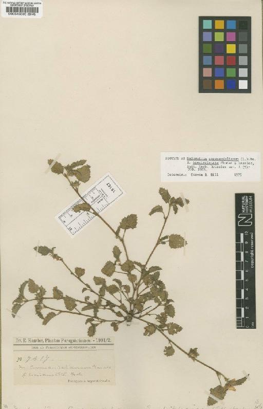 Malvastrum coromandelianum (L.) Garcke - BM000545605