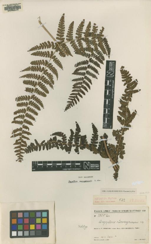 Dryopteris ruwenzoriensis C.Chr. ex Fraser-Jenk. - BM000605445