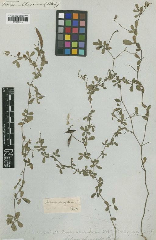 Tephrosia chrysophylla Pursh - BM001042539