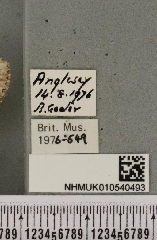 Luperina nickerlii gueneei Doubleday, 1864 - NHMUK_010540493_label_598311