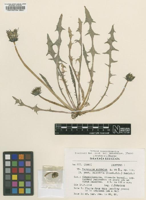 Taraxacum subdolum Kirschner & Štěpánek - BM000052384