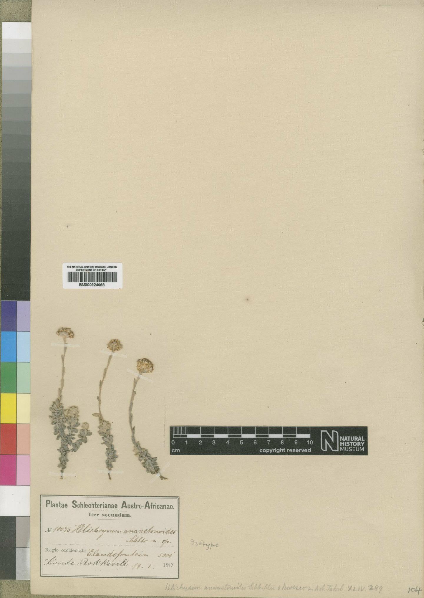 To NHMUK collection (Helichrysum anaxetonoides Schltr. & Moeser; Isotype; NHMUK:ecatalogue:4529096)