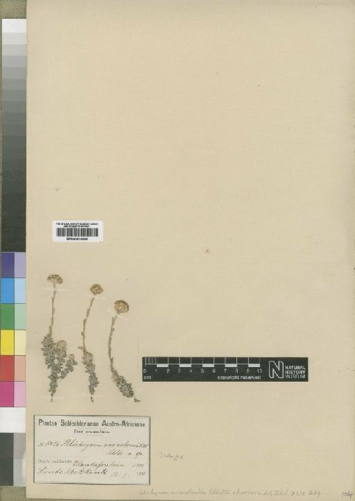 Helichrysum anaxetonoides Schltr. & Moeser - BM000924068